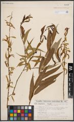 Salix babylonica L. x Salix fragilis L.